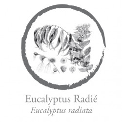 eucalyptus radié
